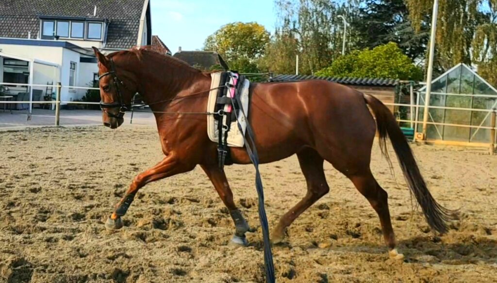 Wildemans Horses Kienie