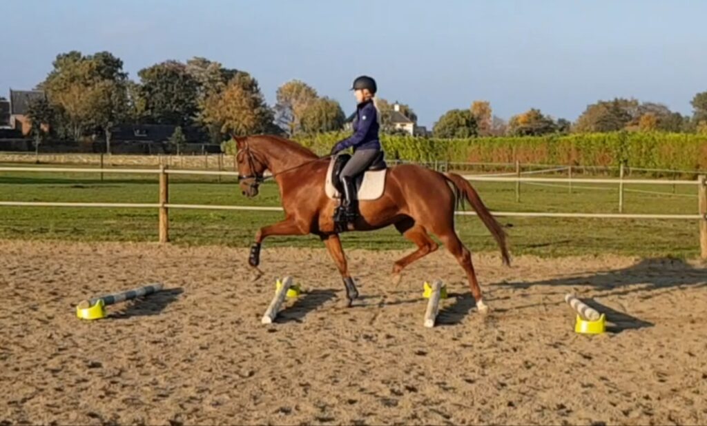 Wildemans Horses Cavaletti